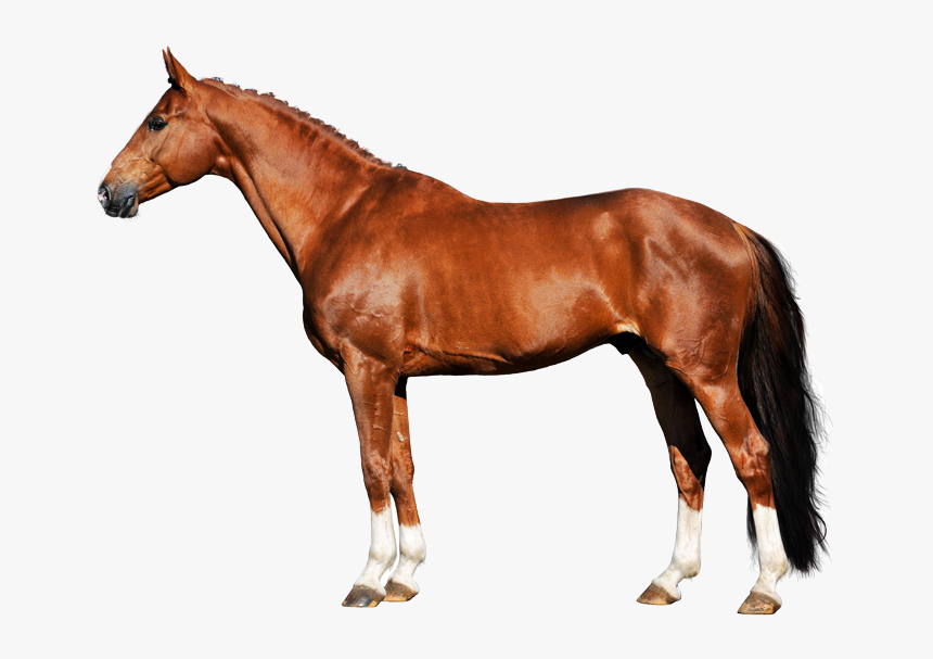 Transparent Horse Hoof Png - Indian Horse White Background, Png Download