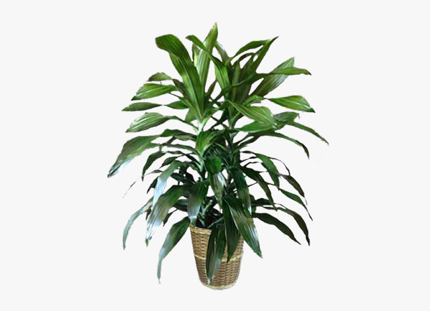 Houseplant, HD Png Download