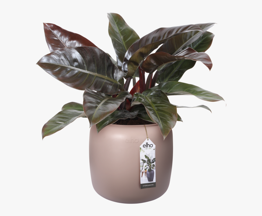 Philodendron, HD Png Download