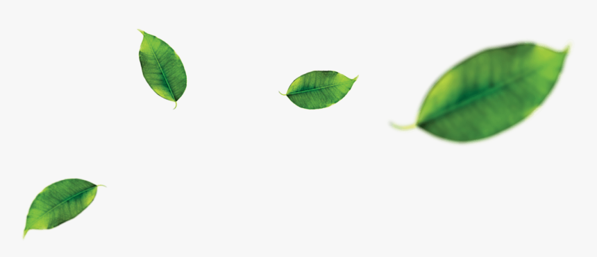 Orange Leaf Png - Leaf Green Tea Png, Transparent Png