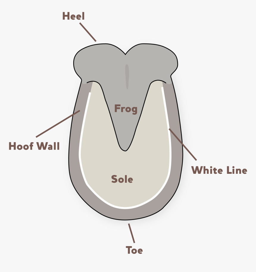 Hoof Diagram Donkey Hoof Prints, HD Png Download , Transparent Png Image PNGitem