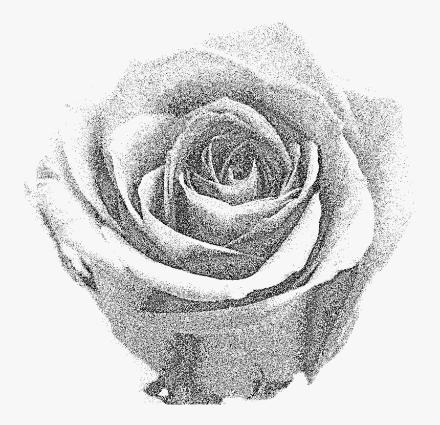 Transparent Cabbage Clipart Black And White - Black And Grey Rose, HD Png Download