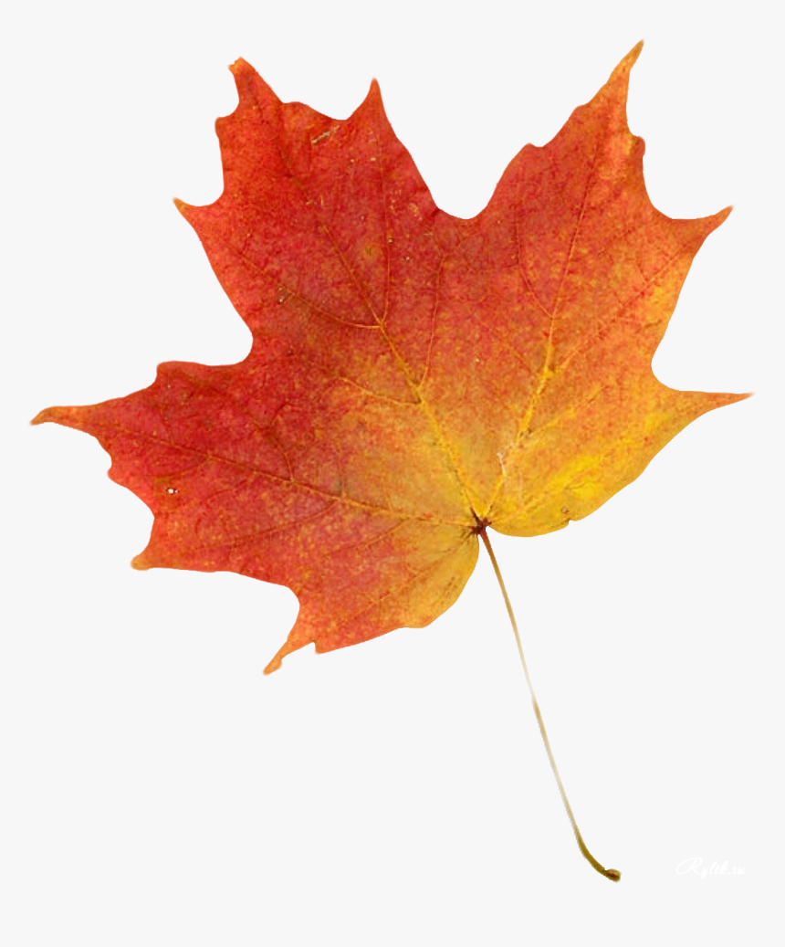 Transparent Orange Leaf Png Autumn Leaf Transparent, Png Download