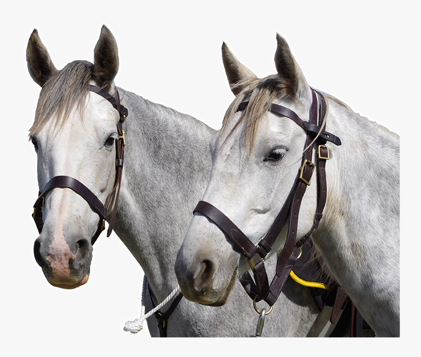 Stallion, HD Png Download