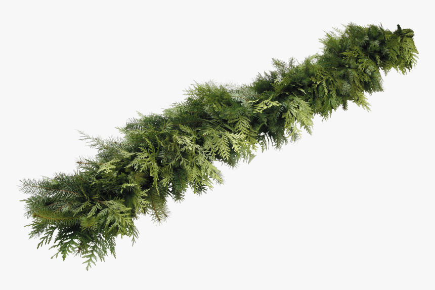 Cedar And Fir Garland, HD Png Download