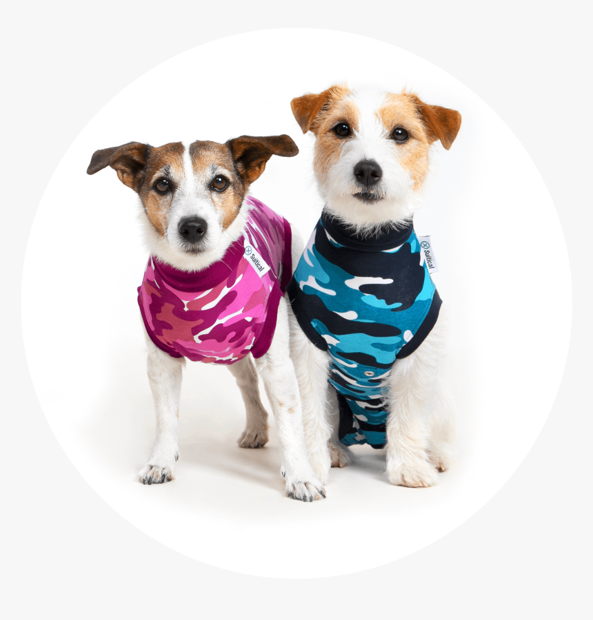 Companion Dog, HD Png Download