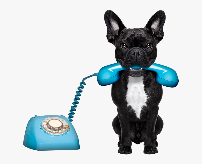 Cool Dog Wash Tub - Animals On The Phone, HD Png Download