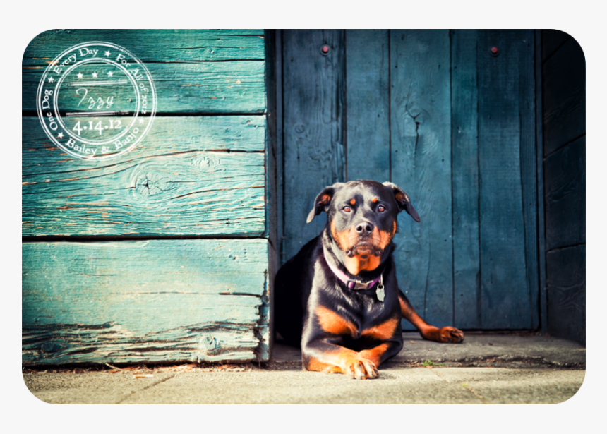 Dobermann, HD Png Download