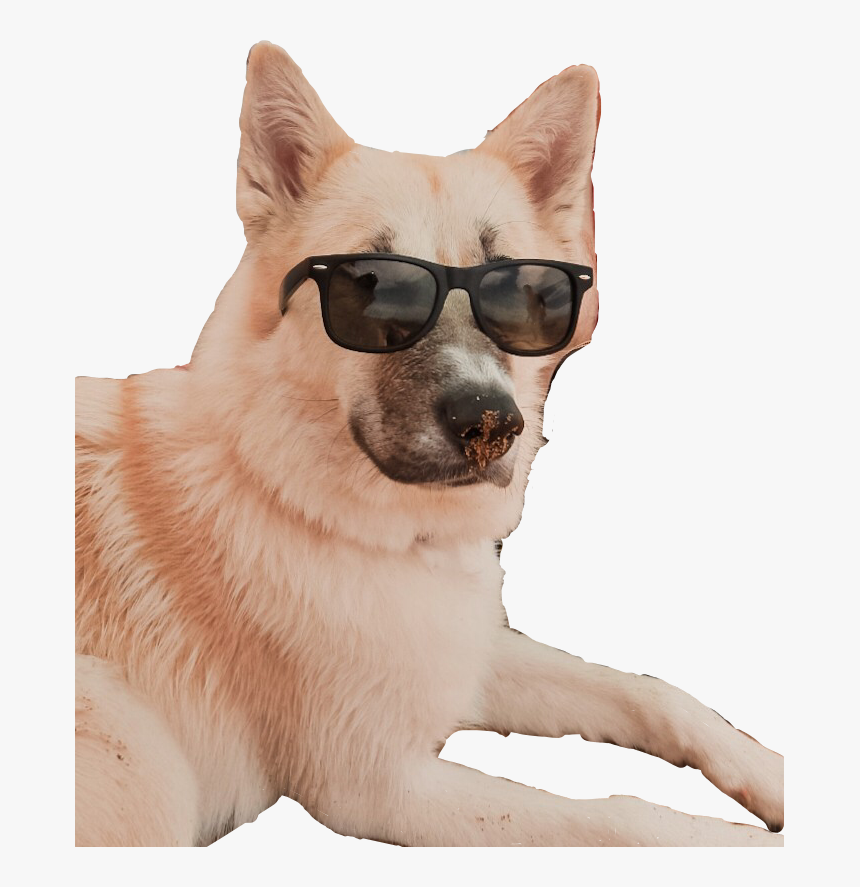 #freetoedit #cooldog #dog - Companion Dog, HD Png Download