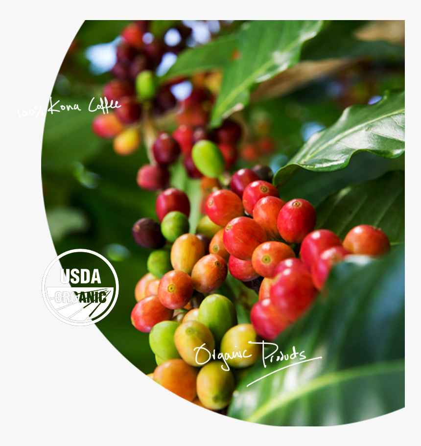 Pure Organic Kona Coffee - Hollyleaf Cherry, HD Png Download