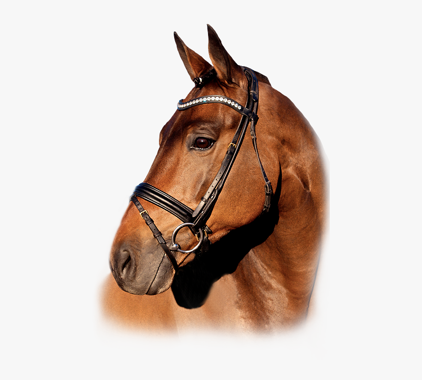 Sorrel, HD Png Download