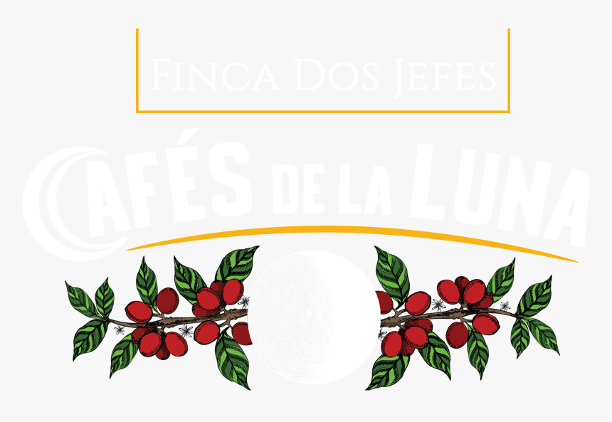 Boquete Coffee Tour - Logos De Coffee Tour, HD Png Download