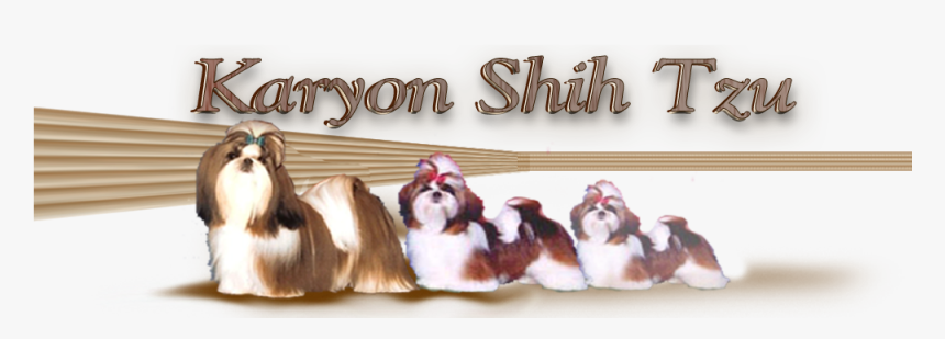 Lhasa Apso, HD Png Download