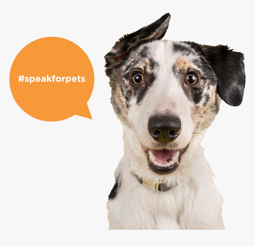 Animal Dog, HD Png Download