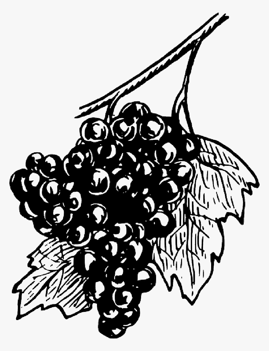 Black, Food, Fruit, Wine, Grapes, Drawing, White, Free - Black And White Open Grapes, HD Png Download
