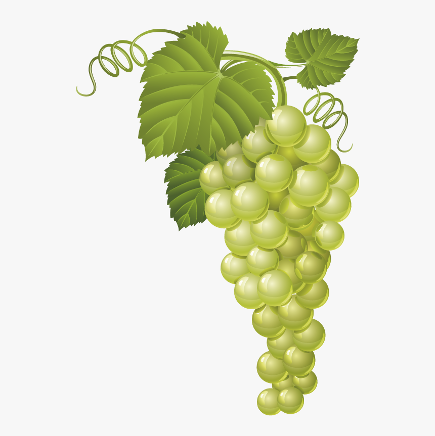 Transparent Grapes Clipart Png - Grape Vector, Png Download