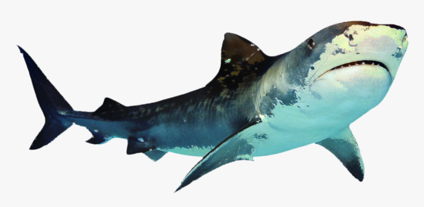 Great White Shark Portable Network Graphics Clip Art - Transparent Background Shark Png Transparent, Png Download