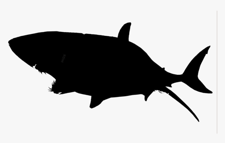 Transparent Shark Clipart, Shark Png Image - Great White Shark Transparent, Png Download