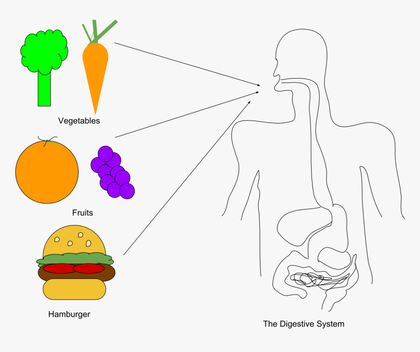 Line Art, HD Png Download