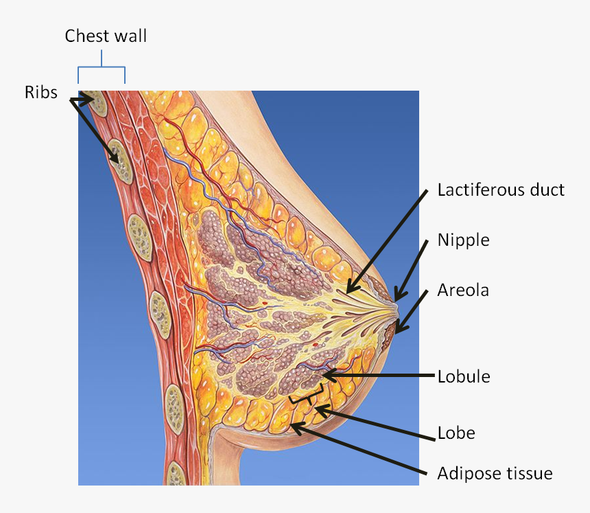 By Patrick J - Do Boobs Look Like On The Inside, HD Png Download