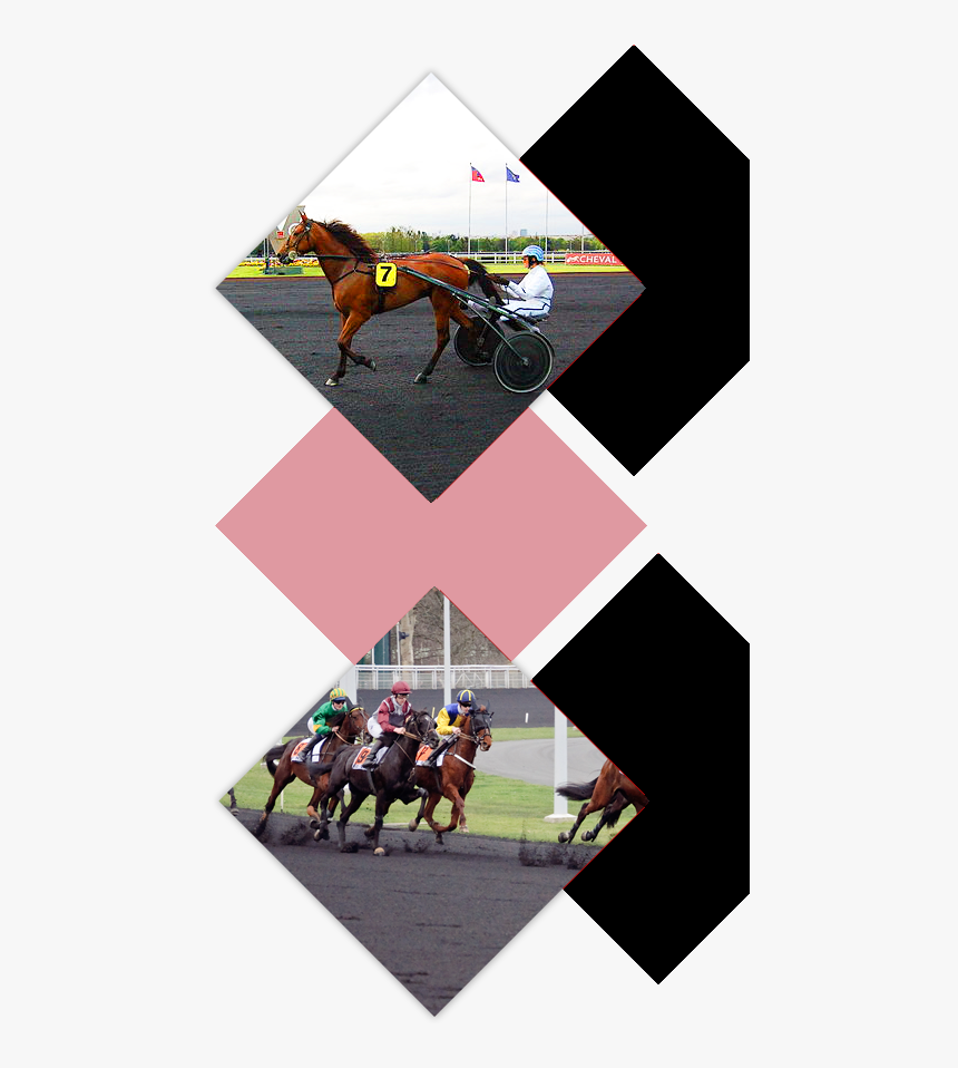 Stallion, HD Png Download