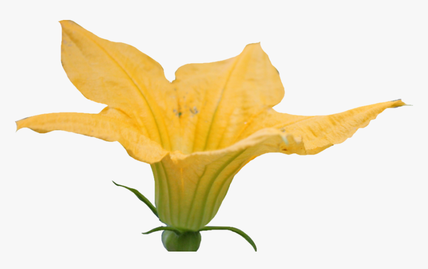 Free Pumpkin Blossom Cliparts, Download Free Clip Art,, HD Png Download