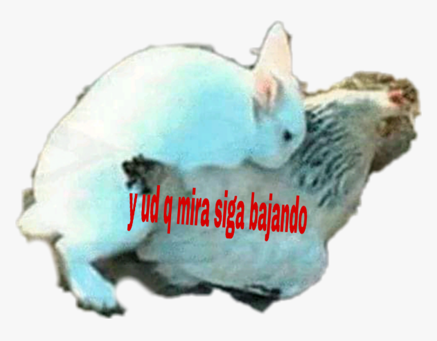 Chinchilla, HD Png Download