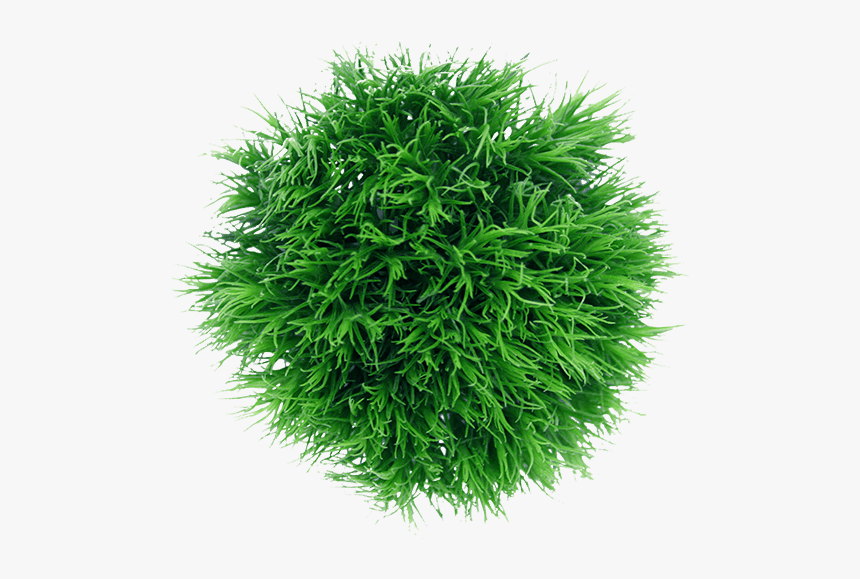Colibri Flowers Greenball, Grower Of Carnations, Minicarnations, - Liverwort, HD Png Download
