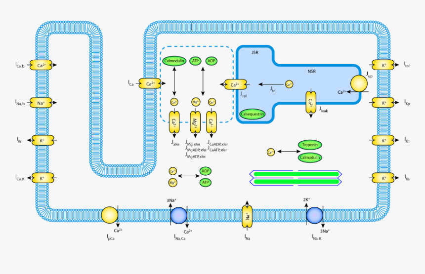 Cardiac Cell Model, HD Png Download