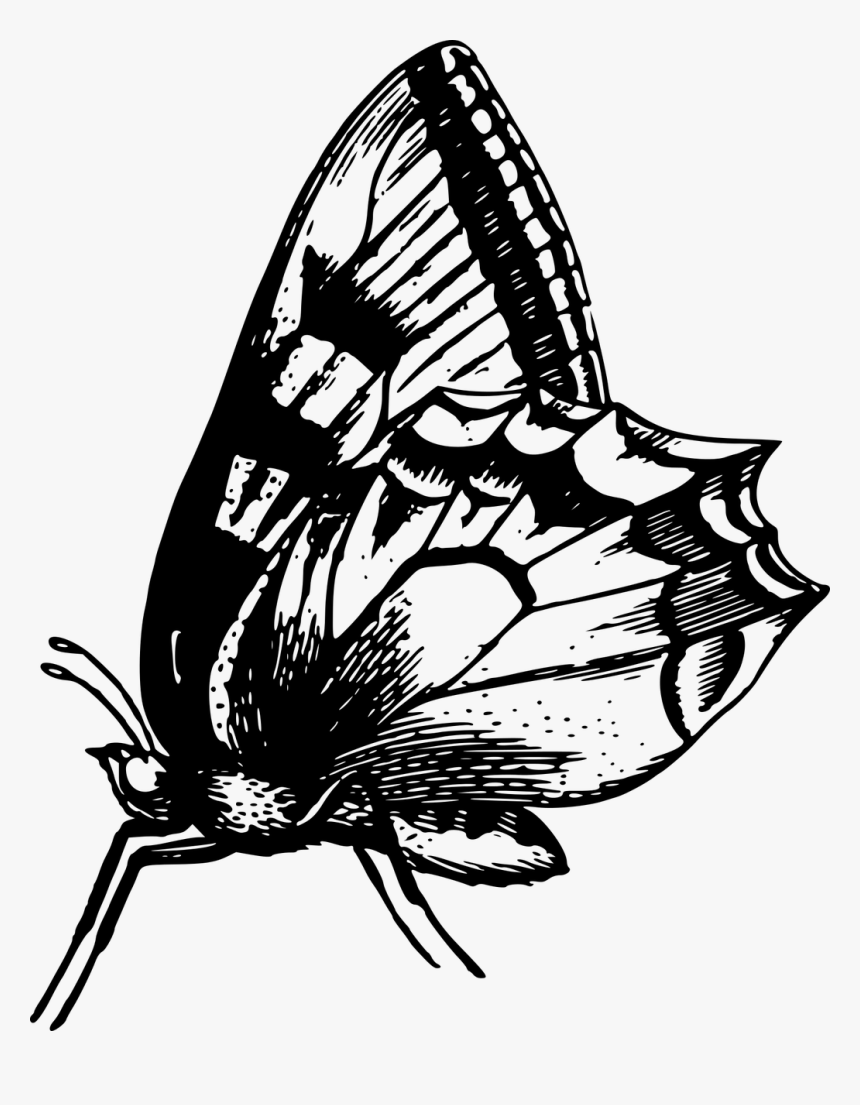 Butterfly, HD Png Download