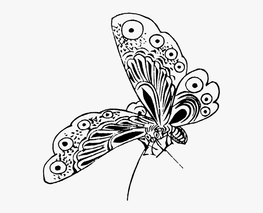 Transparent Cute Butterfly Clipart Black And White - Butterfly Sketch Png, Png Download