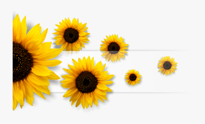 #sunflowers #sunflower #flower #flowers #multicolor - Ye Kalam Jara Ruk Ruk Ke Chal, HD Png Download