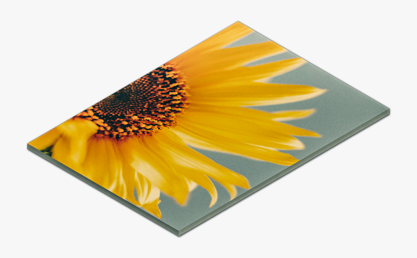 Sunflower, HD Png Download