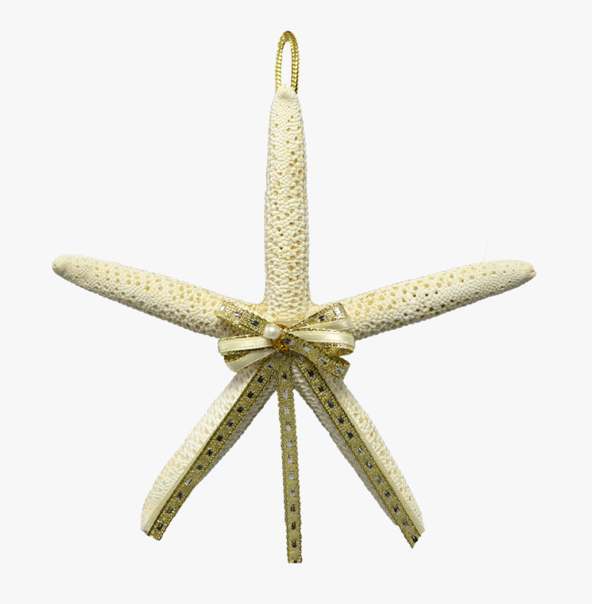 2 White Finger Starfish Christmas Ornaments 4-5 - Echinoderm, HD Png Download