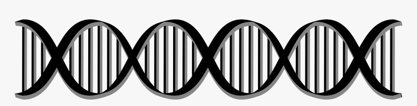 Dna Png - Dna Double Helix Clip Art, Transparent Png