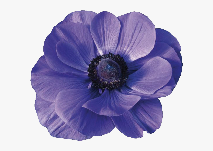 Blue Anemones Png, Transparent Png