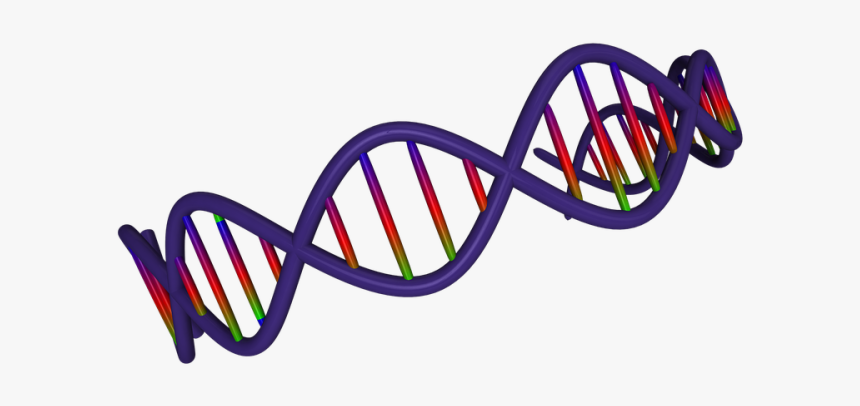 Dna Clipart Png - Risk Factors Of Lifestyle Diseases, Transparent Png