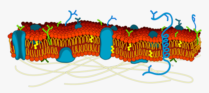 The Cell Membrane Is Studded With Proteins That Researchers - Actin In Cell Membrane, HD Png Download