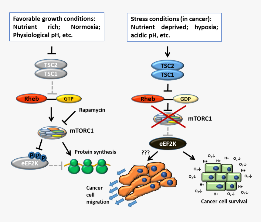 Transparent Cancer Cell Png - Cancer Cell Migration Invasion, Png Download