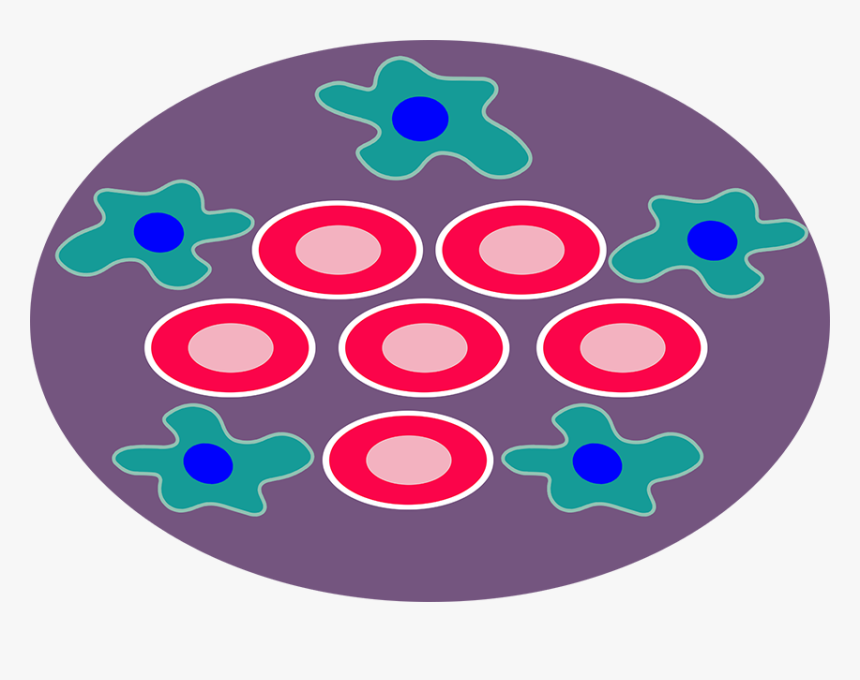 Png Freeuse Library Cancer Cell Clipart - Circle, Transparent Png