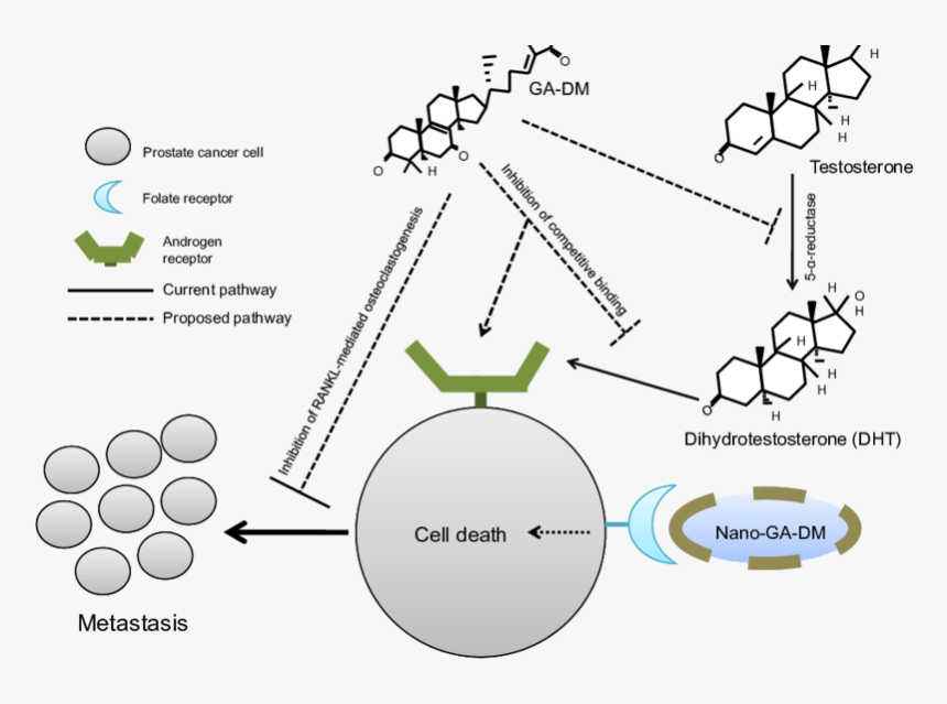 Dht Testosterone Prostate Cancer, HD Png Download