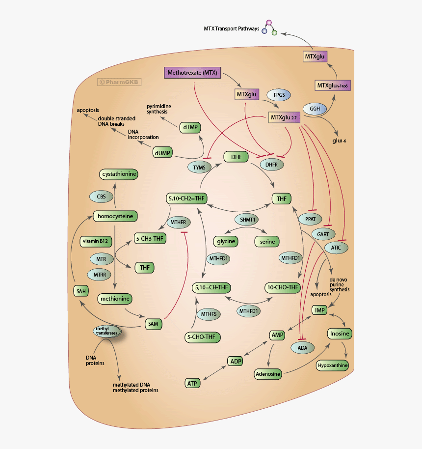 Map, HD Png Download