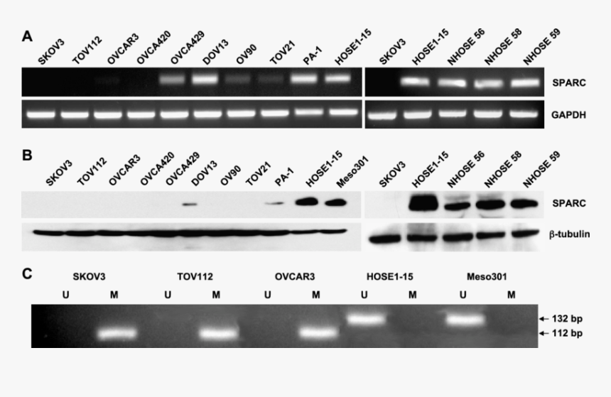 Monochrome, HD Png Download