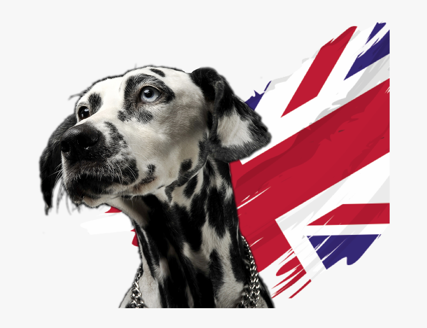 Dalmation Dog With Uk Flag - Dalmatian, HD Png Download