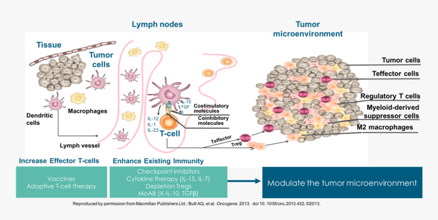 Transparent Cancer Cell Png - Immune Cells Kill Cancer, Png Download