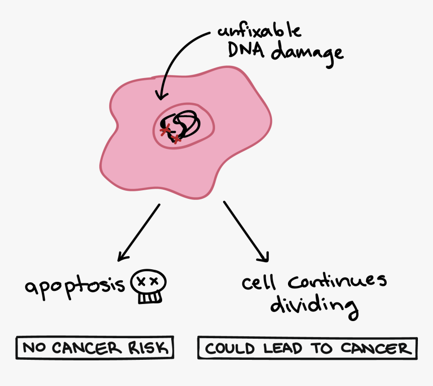 Apoptosis Definition Biology, HD Png Download