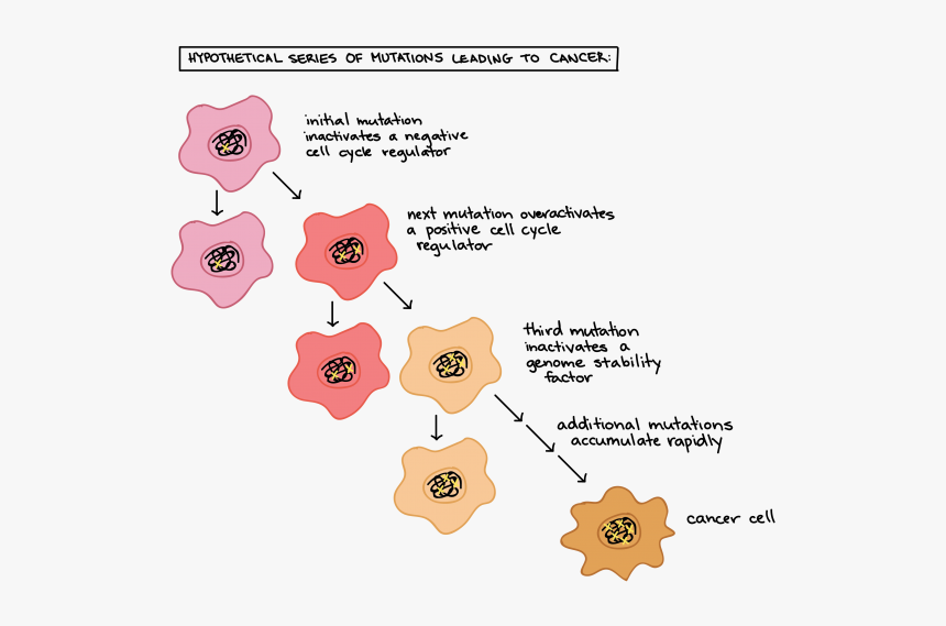 Cancer Cell Cycle, HD Png Download
