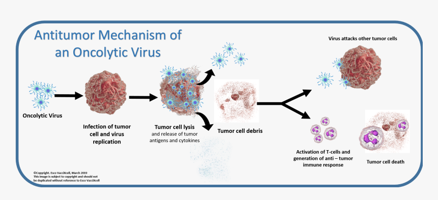 Brain (as Food), HD Png Download