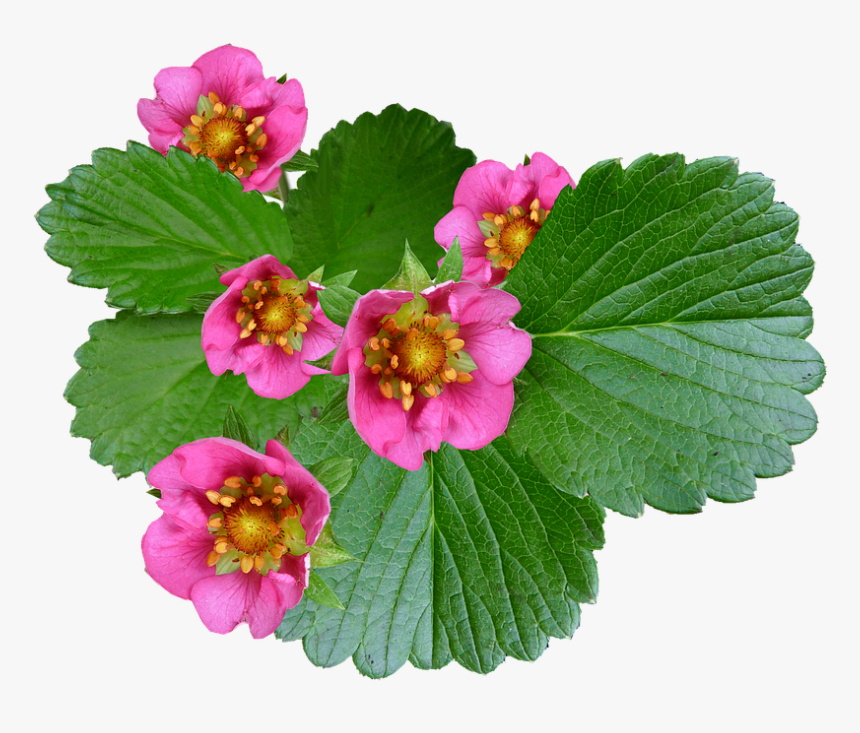 Begonia, HD Png Download