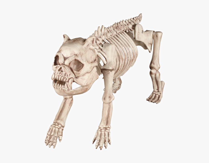 bonez dog